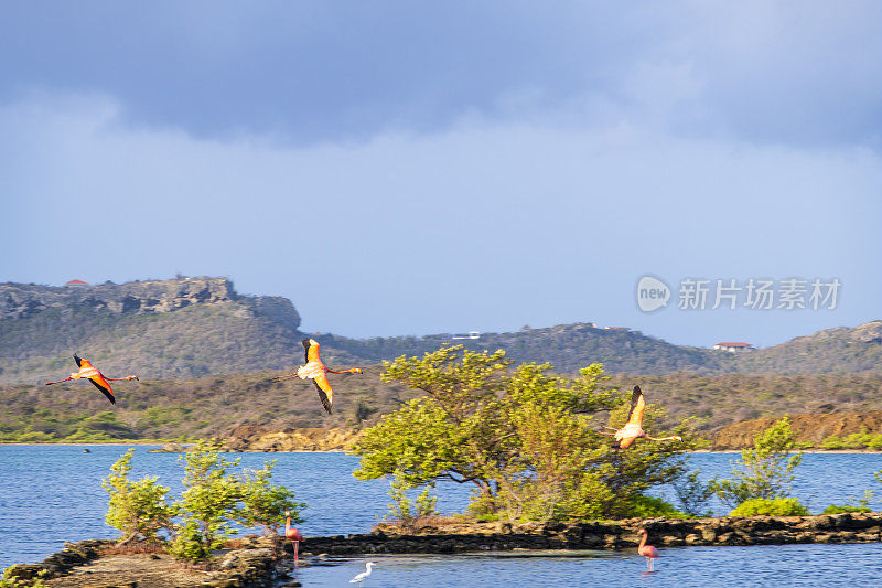 Curaçao, Salina Sint Marie泻湖的火烈鸟